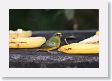 SelvaVerde - 090 * Olive-beaked Euphonia * Olive-beaked Euphonia